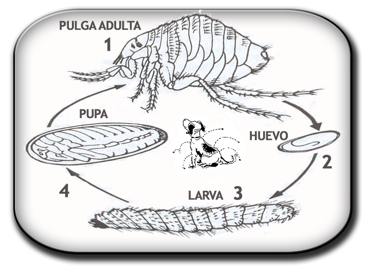 ciclo de la pulga
