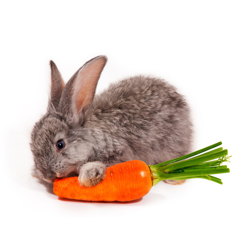 Vacunación de conejitos domésticos