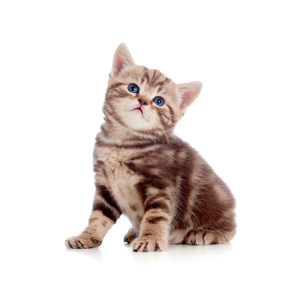 Vacuna de gatitos