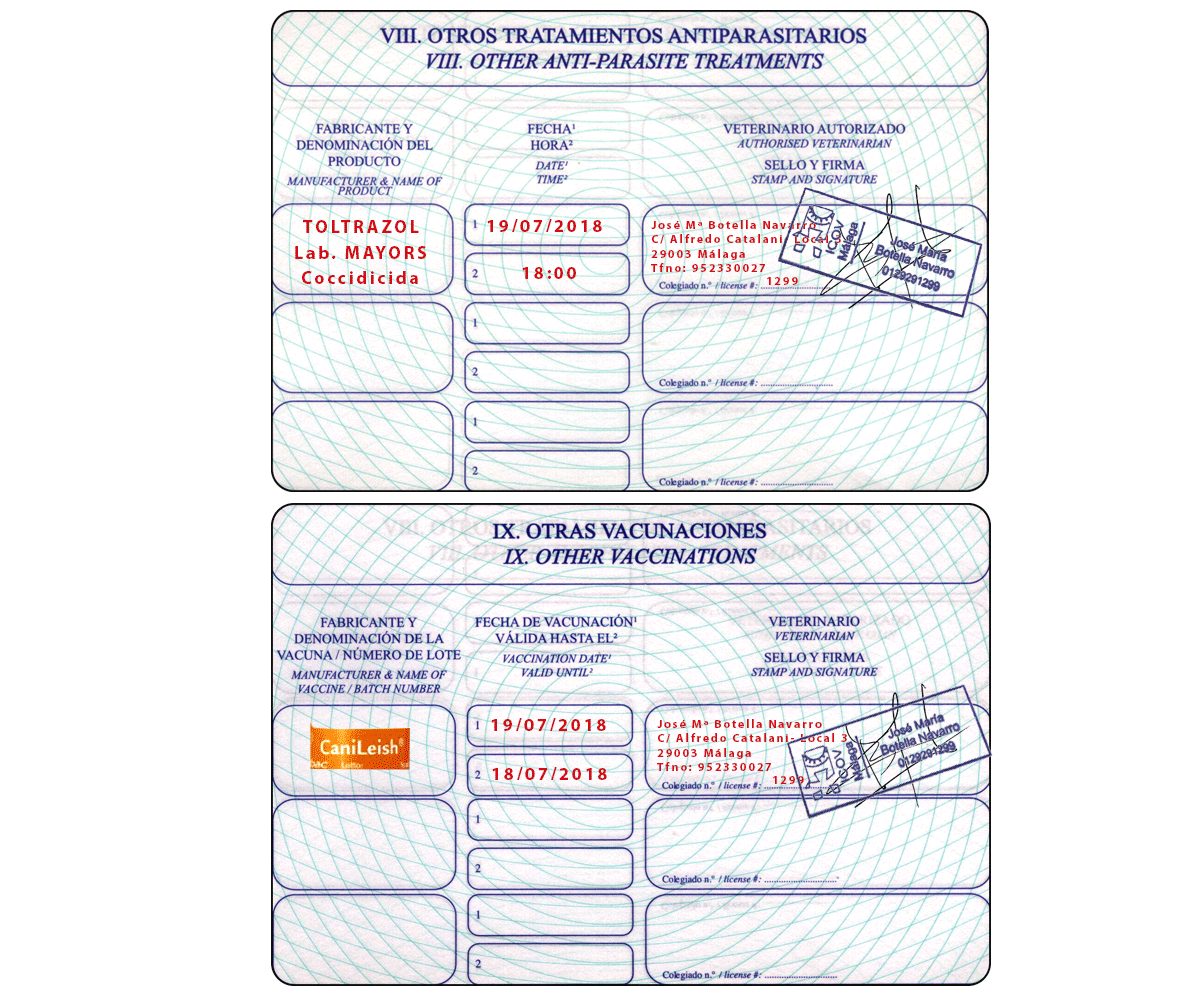 pasaporte sección 8 y 9