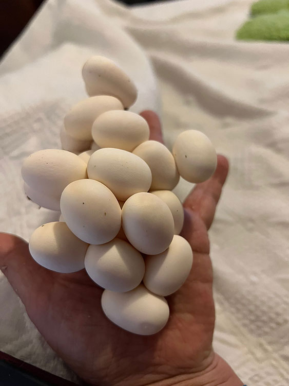 Conjunto de huevos de serpiente del maiz pegados unos con otros