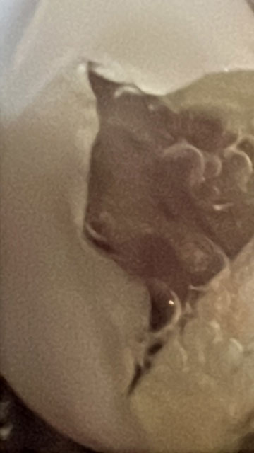 Eclosión de serpiente