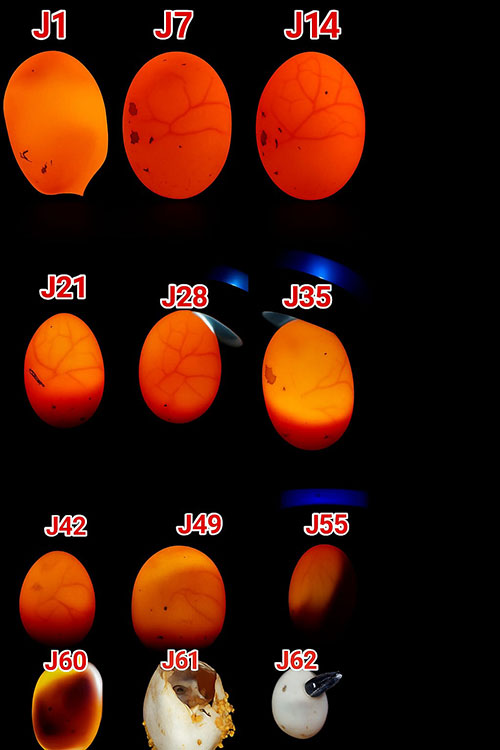 evolucion embrionaria serpiente del maiz dentro del huevo días desarrollo guttata