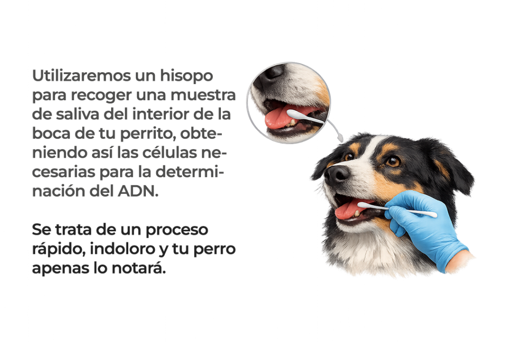 ADN toma de muestra en perro