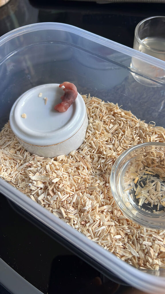 Pinki de ratón colocado en un recipiente para la alimentación de una serpiente de maíz (Pantherophis guttatus) recién nacida