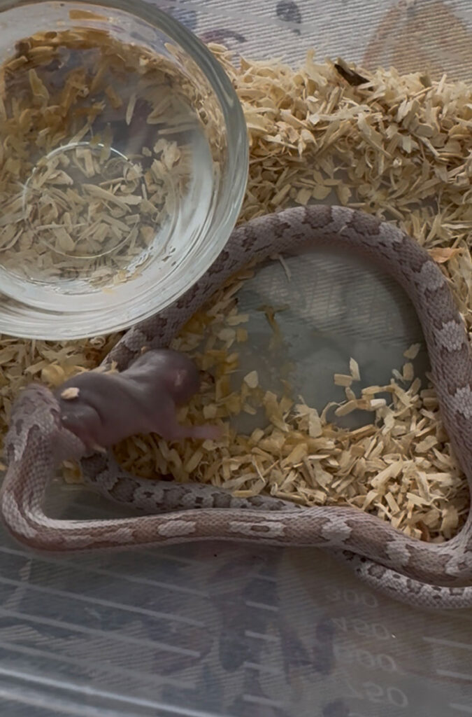 Serpiente de maíz juvenil (Pantherophis guttatus) ingiriendo su primer pinki de ratón de forma autónoma