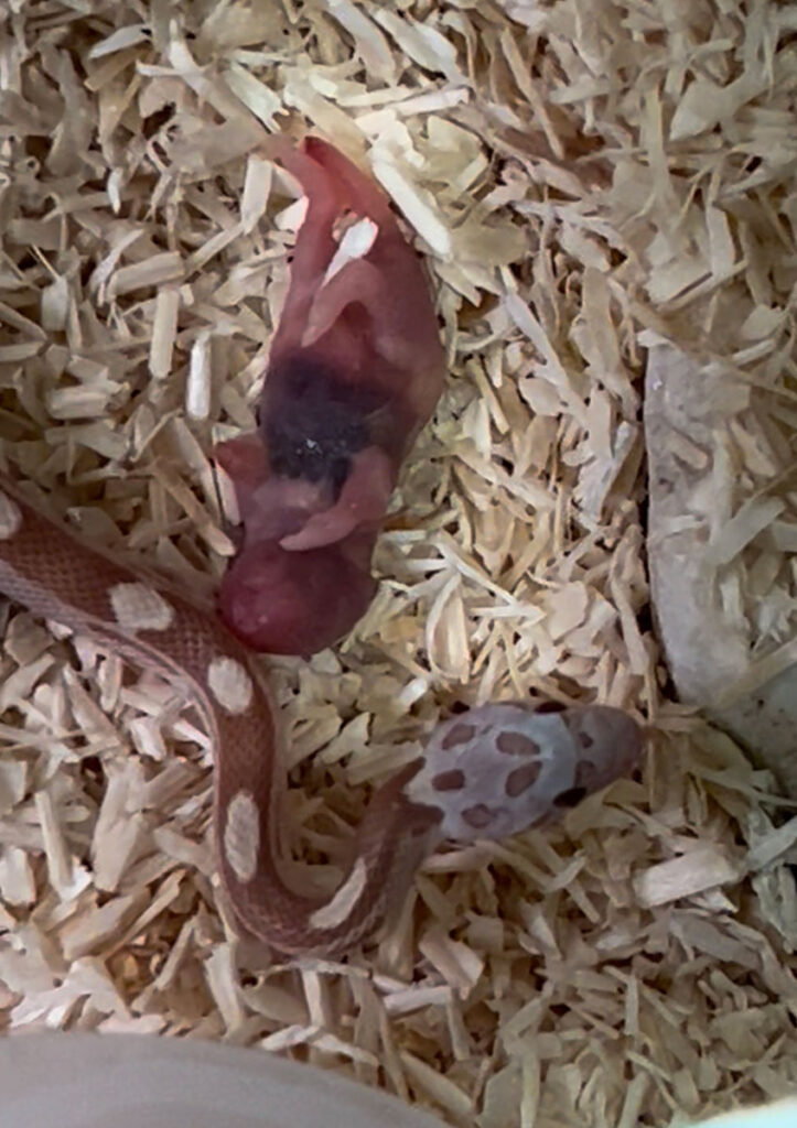 Serpiente de maíz juvenil observando un pinki de ratón sin llegar a ingerirlo durante un intento inicial de alimentación