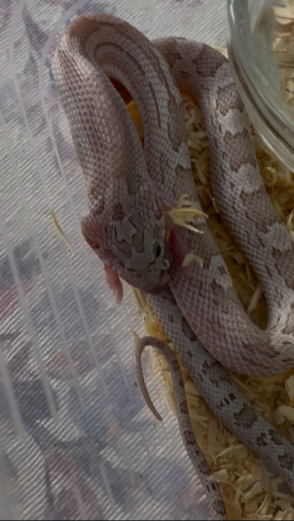 Serpiente de maíz juvenil (Pantherophis guttatus) tragando un pinki de ratón durante su alimentación