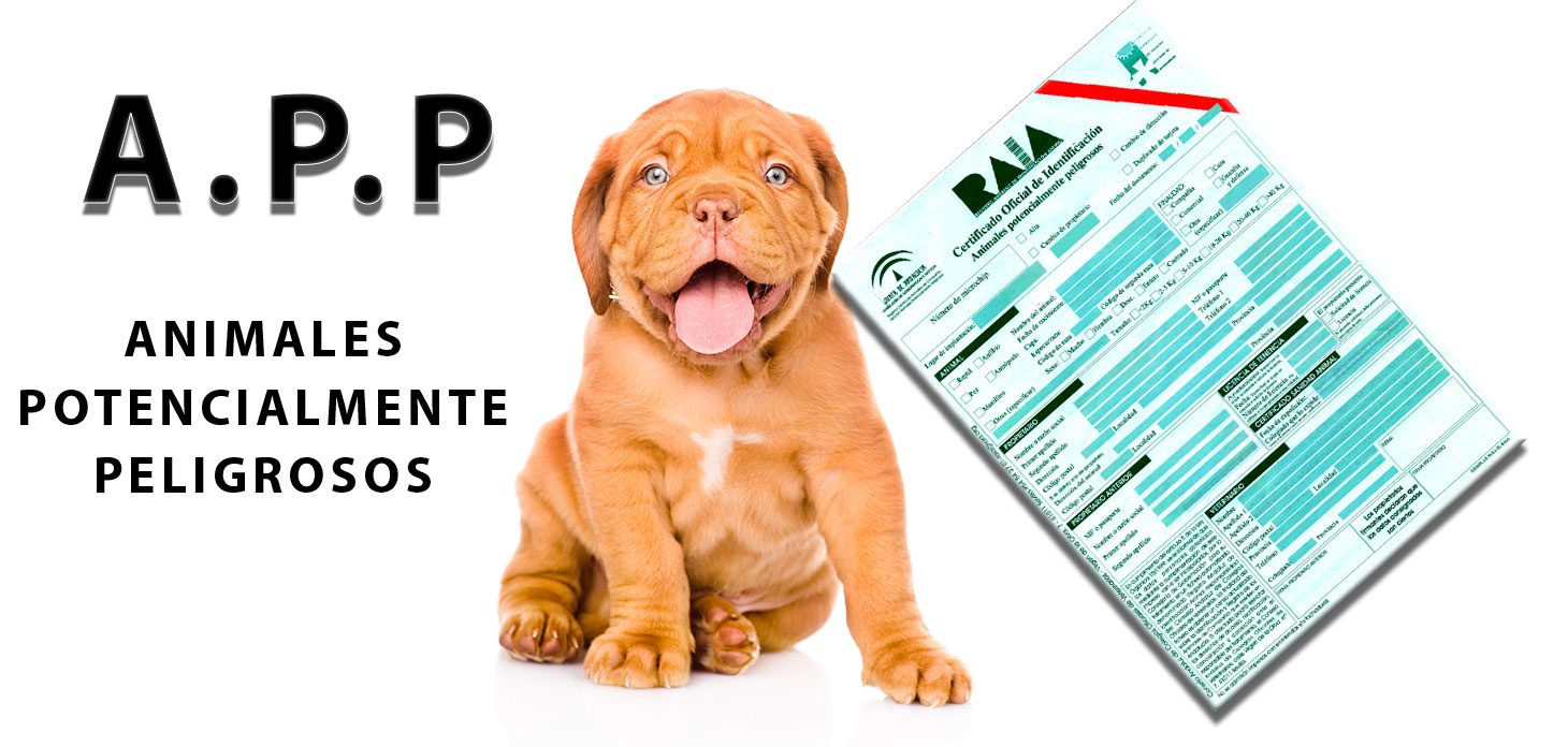 microchip perro potencialmente peligroso